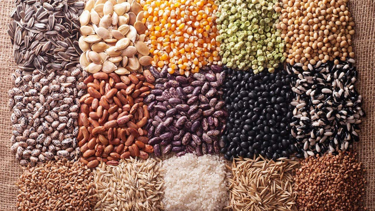 <p>Allows the company who created the GM seed to make profits on their design</p>