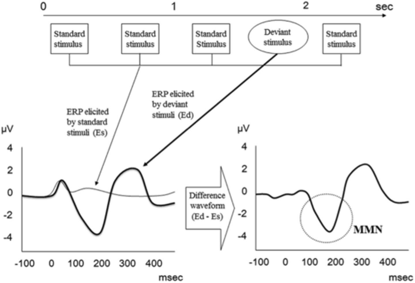 <p>what: An ERP component that occurs when an auditory stimulus deviates from previously presented auditory stimuli by any detectable amount <br>where: Seen near N1 source, auditory cortex and secondary frontal cortex<br>why: change detector, attentional shift to deviant stimulus</p>