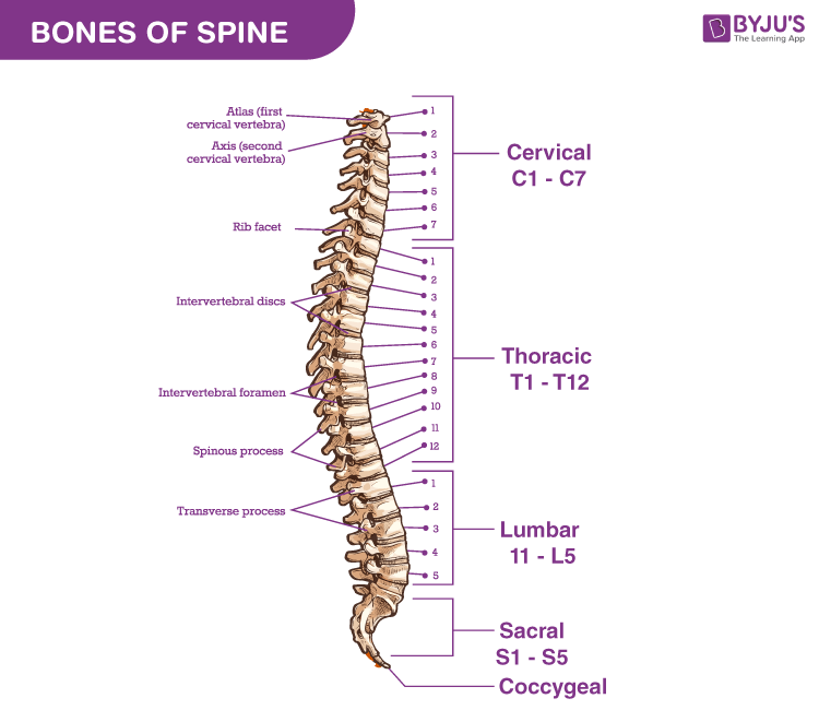 <p>C1 helps your head stay up like every other vertebrae in the cervical</p>
