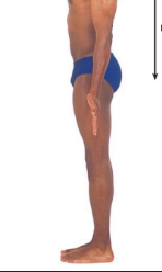 away from the head end; toward the lower part of a structure; below or lower • e.g. The navel is inferior to the breastbone