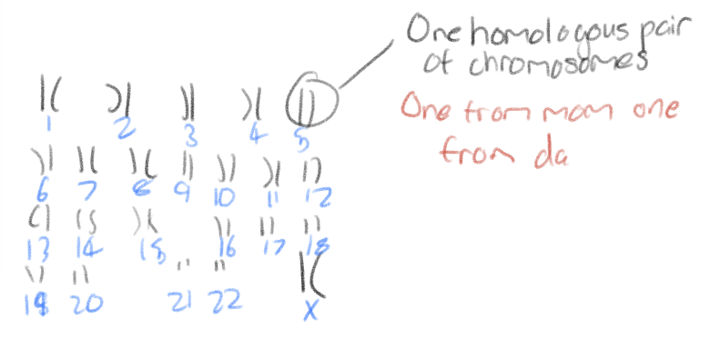 <p>Picture of chromosomes from 1 cell; arranged in homologous pairs</p>