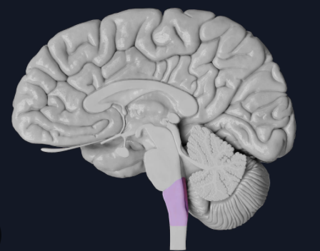 <p>most inferior/caudal structure of brainstem, carries sensory/motor information between spinal cord and cerebrum</p>