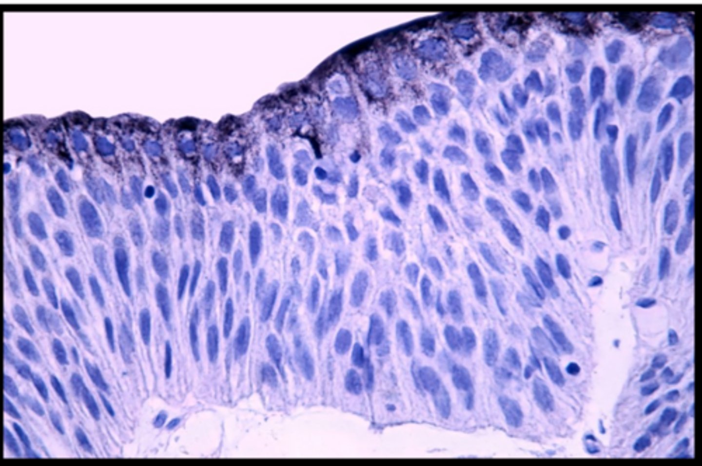 <p>Where is this tissue located?</p>