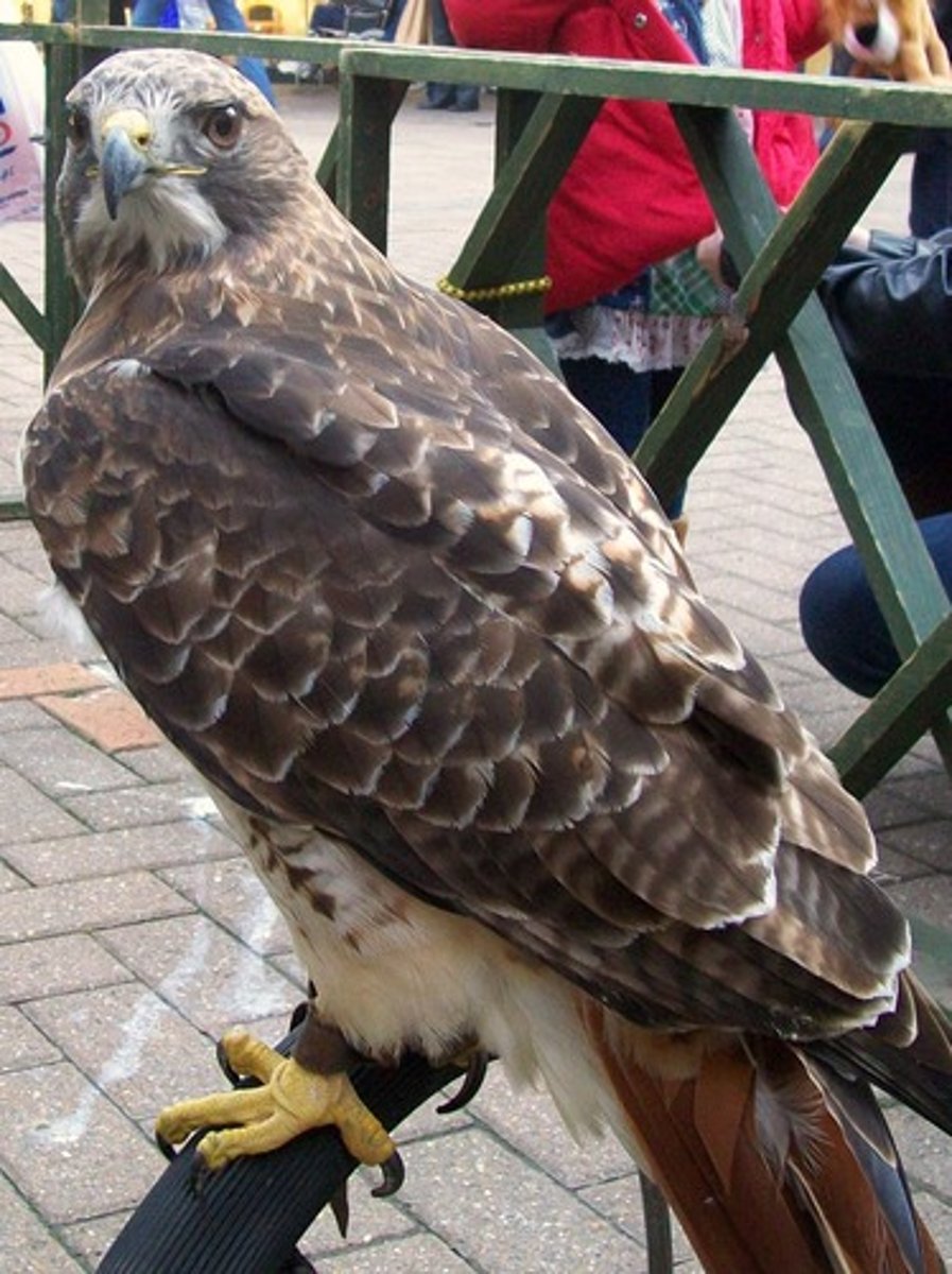 <p>Buteo jamaicensis</p>
