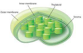 <ul><li><p>Outer membrane</p></li></ul><p></p><ul><li><p>Inner membrane</p></li></ul><p></p><ul><li><p>Thylakoid membrane</p></li></ul>