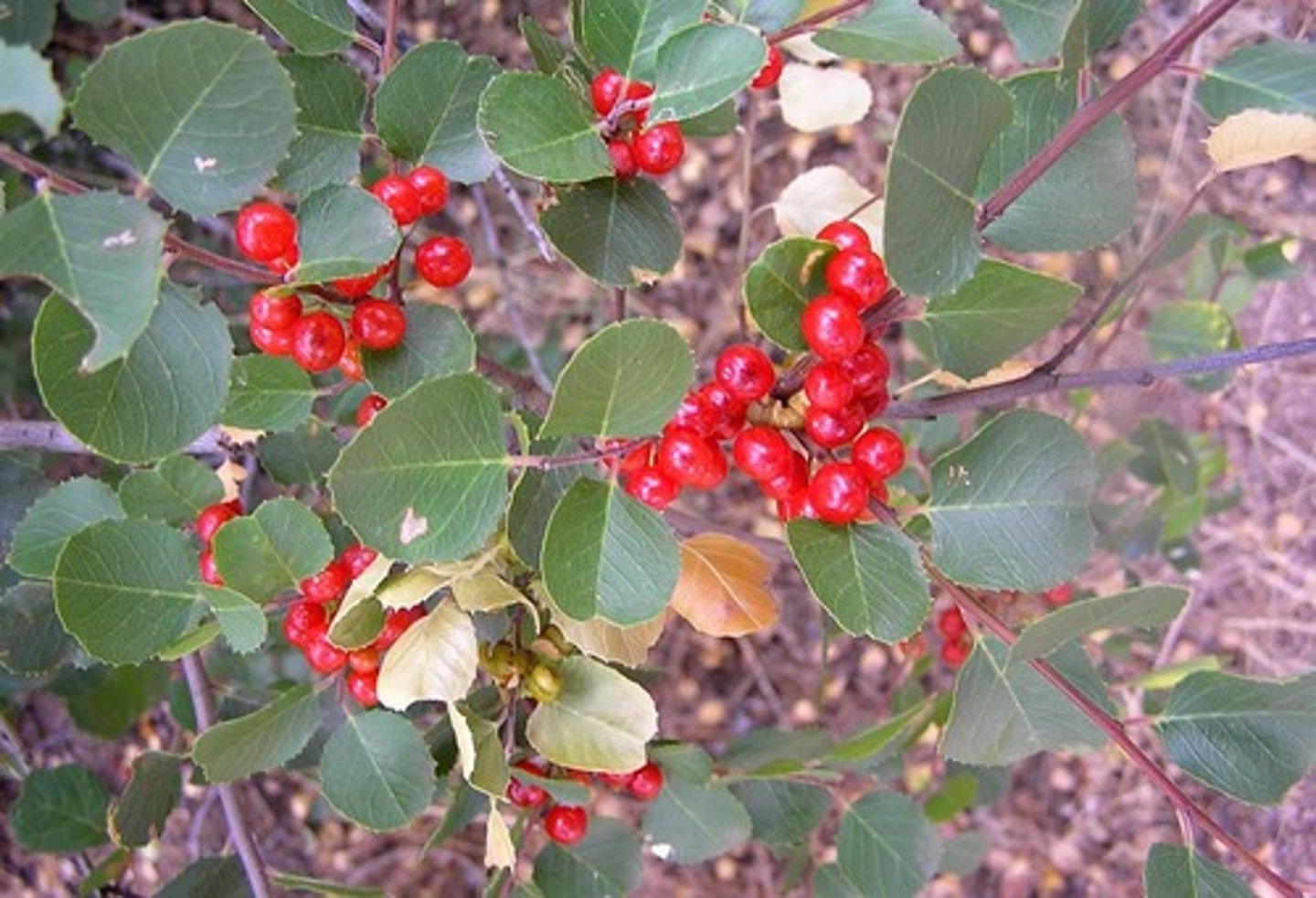 <p>Rhamnus crocea (oak woodland, chaparral)</p><p>Habitat: Oak woodland, chaparral.</p><p>Leaves: Small, alternate, shiny.</p><p>Fruit: Bright red berries.</p><p>Ecology: Attracts birds, drought-tolerant.</p>