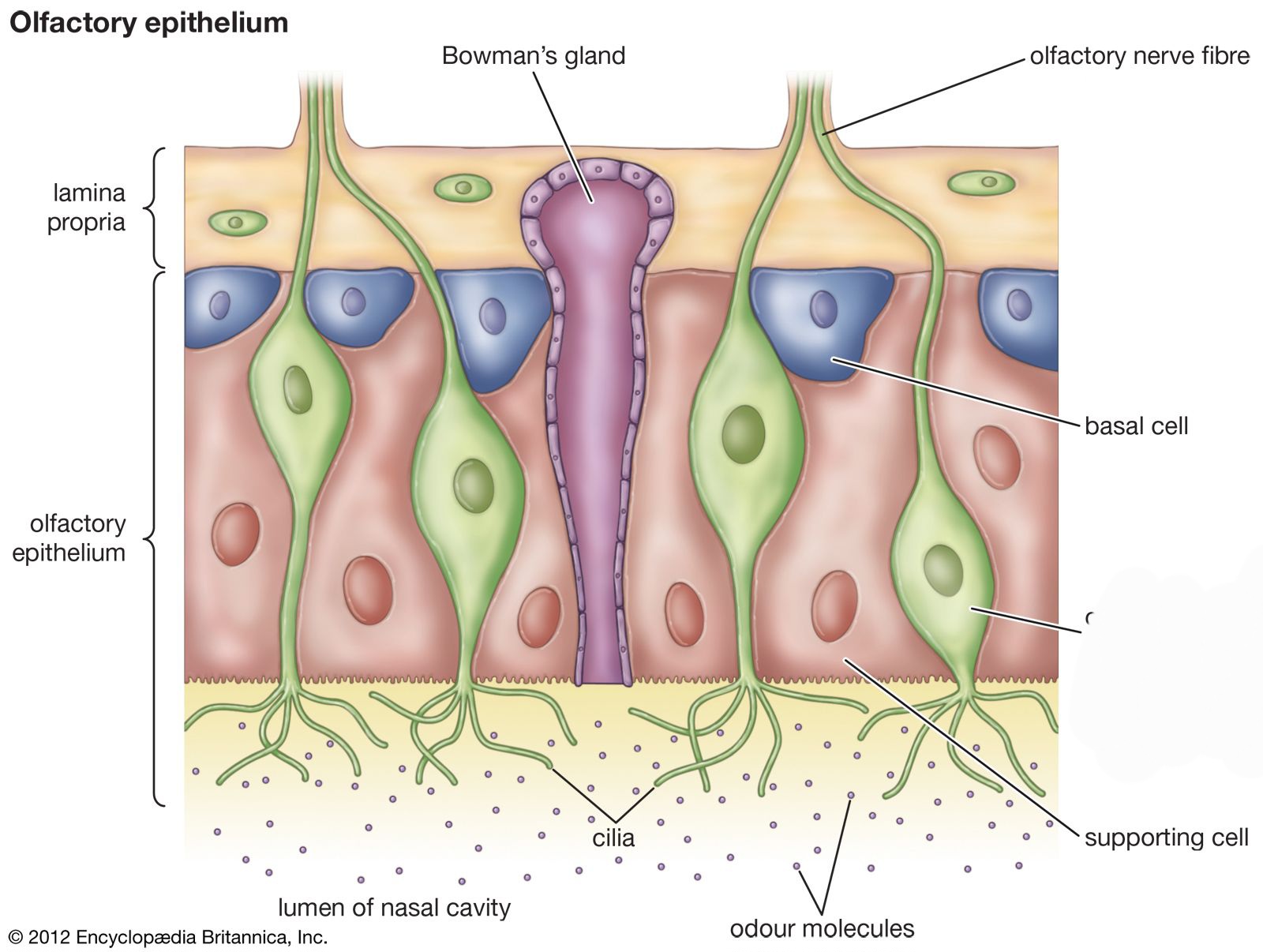 <p>specialized nerve cells located in the nasal cavity that play a crucial role in the sense of smell. </p>