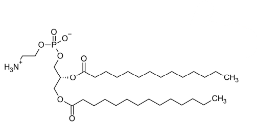 <p>Two fatty acids, Glycerol and PO4</p>