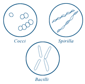 <ul><li><p><span>coccus (round)</span></p></li><li><p><span>bacillus (rods)</span></p></li><li><p><span>spirilla (coils)</span></p></li></ul>