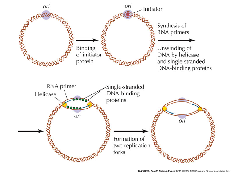 One origin of replication - bidirectional 