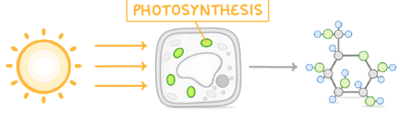 <p>green, contain chlorophyll which absorbs light used for photosynthesis.</p>