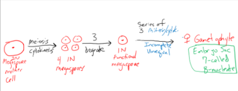 <p>1 2N megaspore undergoes mitosis and cytokinesis to create 4 1N megaspores, 3 are degraded leaving 1 functional 1N megaspore, this undergoes series of 3 mitosis and cytokinesis all of which are incomplete and unequal which creates 8 1N nuclei that only have 7 cells</p>