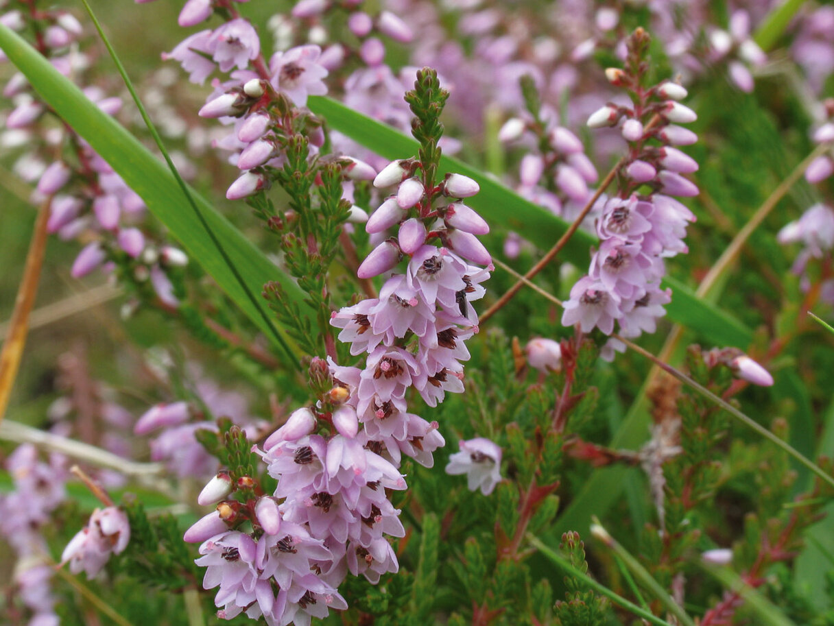<p>Struikhei, Calluna vulgaris</p>