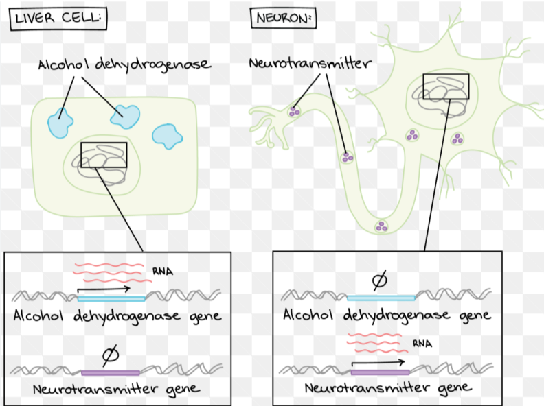<p>the process by which the information encoded in a gene is turned into a functional product (usually a protein, but also RNAs)</p><p>not all genes are expressed or turned on in a cell</p><p>the combination of genes expressed and the level of expression determine the phenotype of a cell or organism</p><p>ex. neuron vs muscle cell: same DNA, but different gene expression</p><p>ex. butterfly wings: the color pattern is due to cells expressing different genes at different levels across the wings</p><p>note: the environment can also impact phenotype</p>