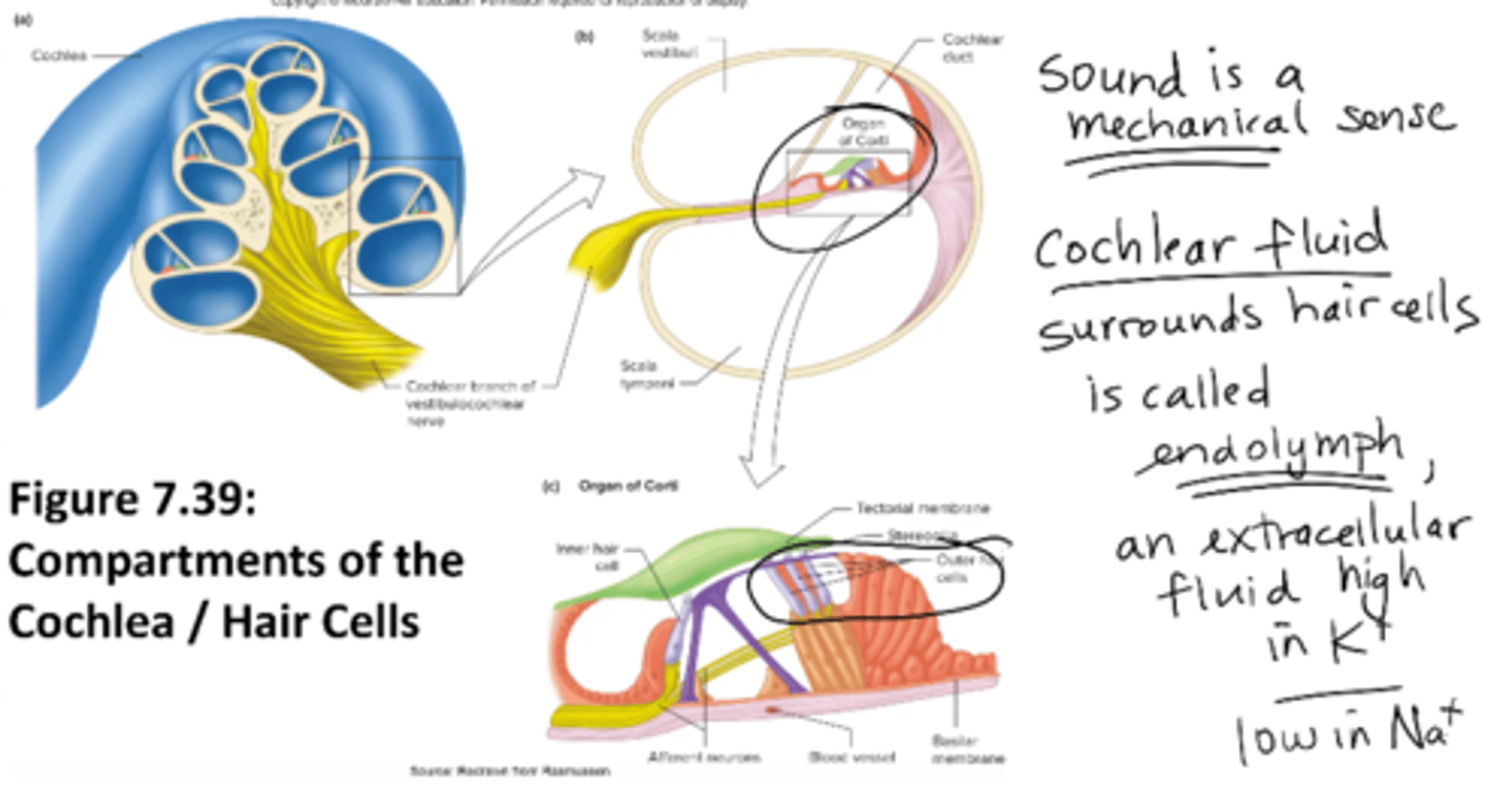 <p>cochlear fluid that surrounds hair cells</p><p>an extracellular fluid high in K+</p>
