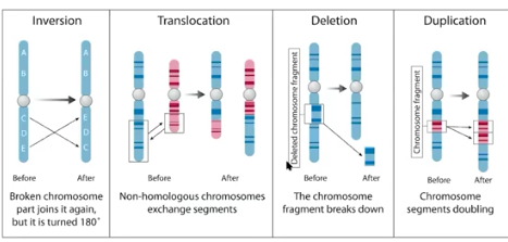 <p>Horizontal Acquisitions of Genetic Information</p>