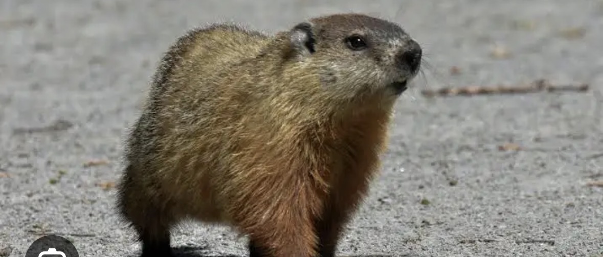 <p>woodchuck</p>