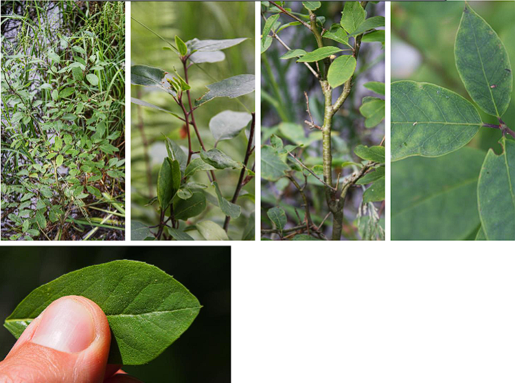 <p>Mountain Holly</p>