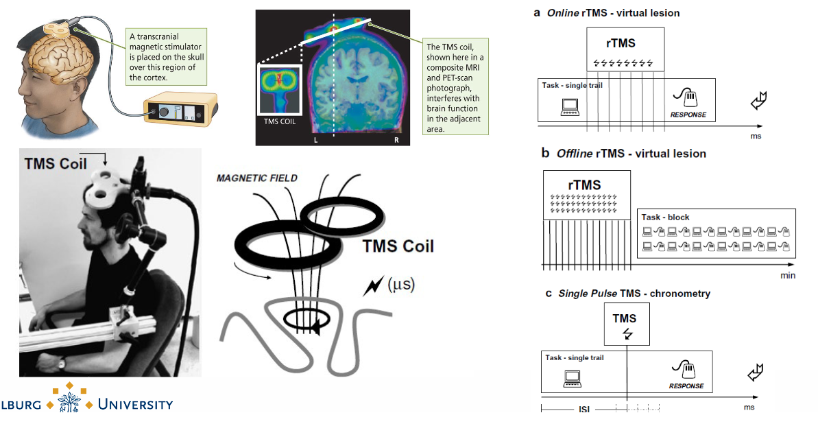 <p>Manipulate brain activity in living subjects. Injecting magnetic fields inside brain tissue which then trigger opening up of ion channels → key factor in neurotransmission. </p><ul><li><p>You can alter neuroactivity by injecting magnetic fields. </p></li></ul><p>TMS in muscle brain area stimulates muscles move. </p>