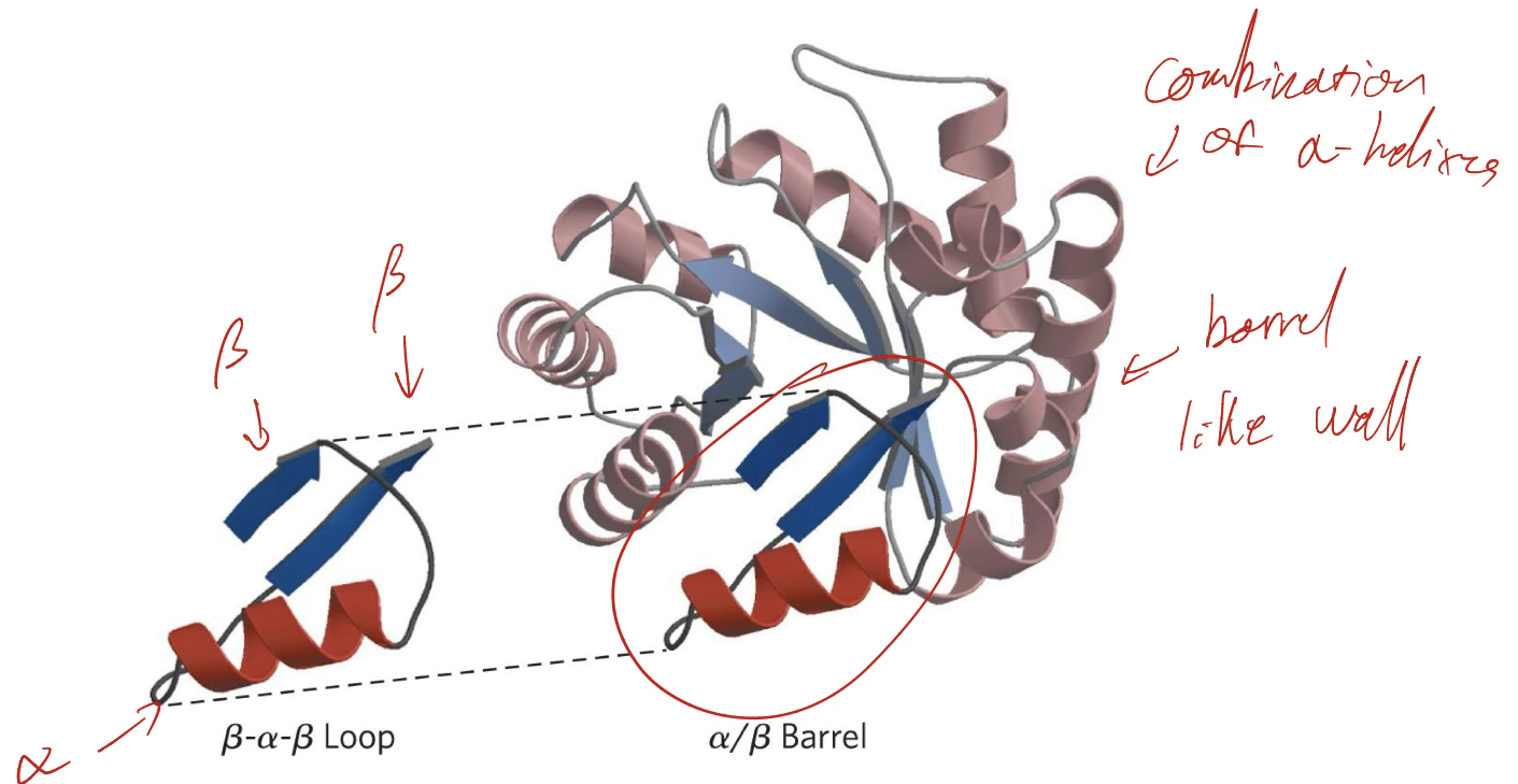 <p>Series of beta-alpha-beta loops that forms a barrel</p>