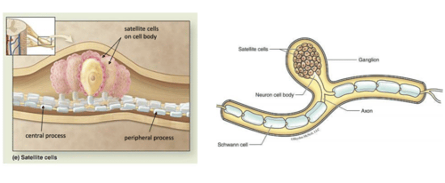 <p>what is the function of satellite cells? they are flattened cells around neuronal cell bodies of ganglia.</p>