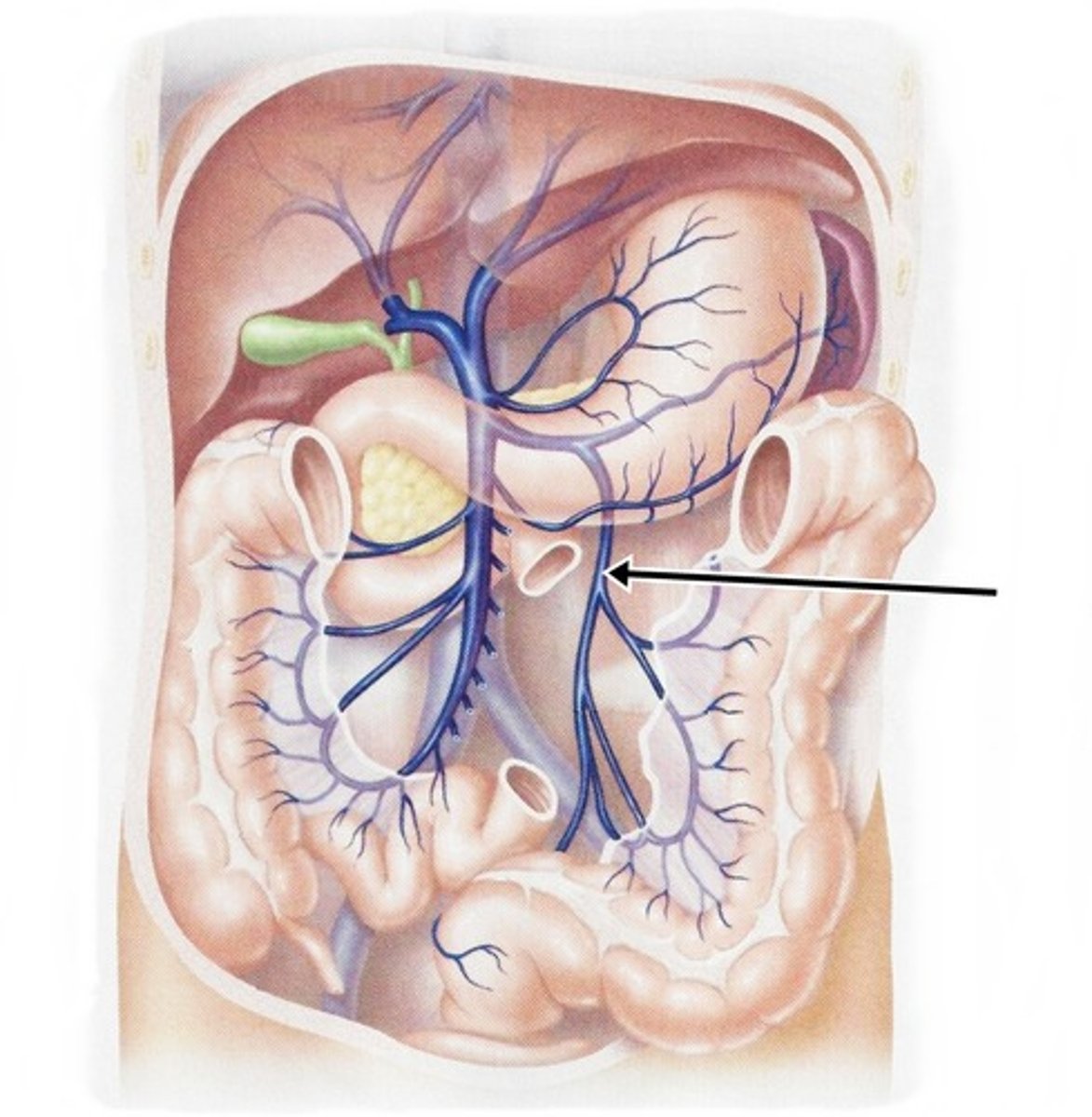 <p>drains distal portion of large intestine</p>