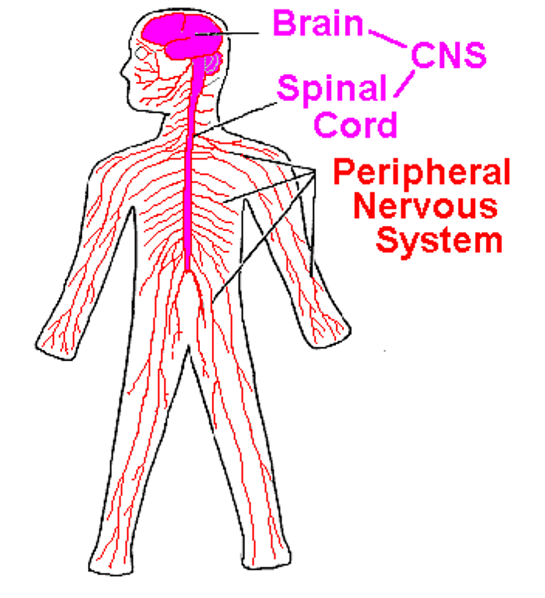 <p>The part of the nervous system that is outside of the CNS and comprises the cranial nerves excepting the optic nerve, the spinal nerves, and autonomic nervous system</p>
