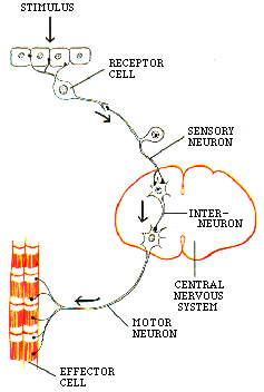 Interneurons (AKA relay neurons) form connections between the sensory and motor neurons.  These neurons complete the circuit between sensory neuron input and motor neuron response.