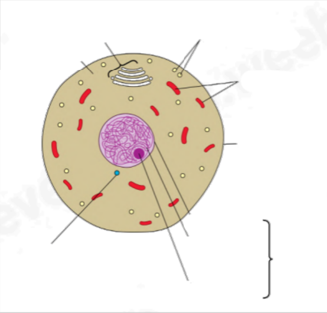 Cell structure (Chapter 1) Flashcards Knowt