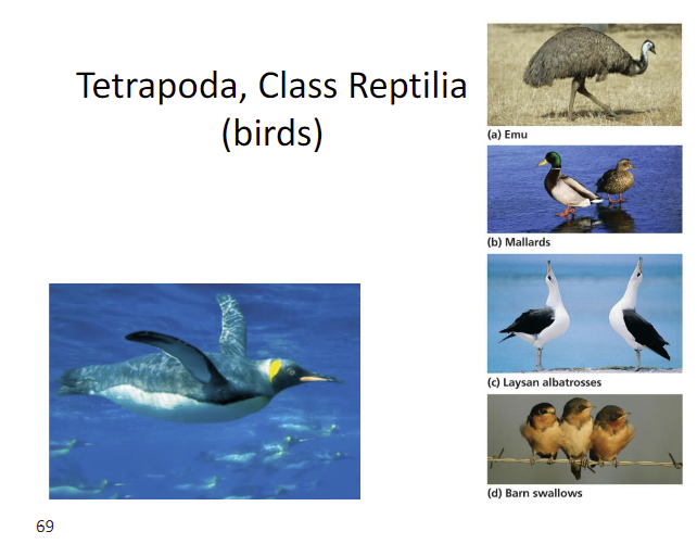 <p>birds motherfucker</p>