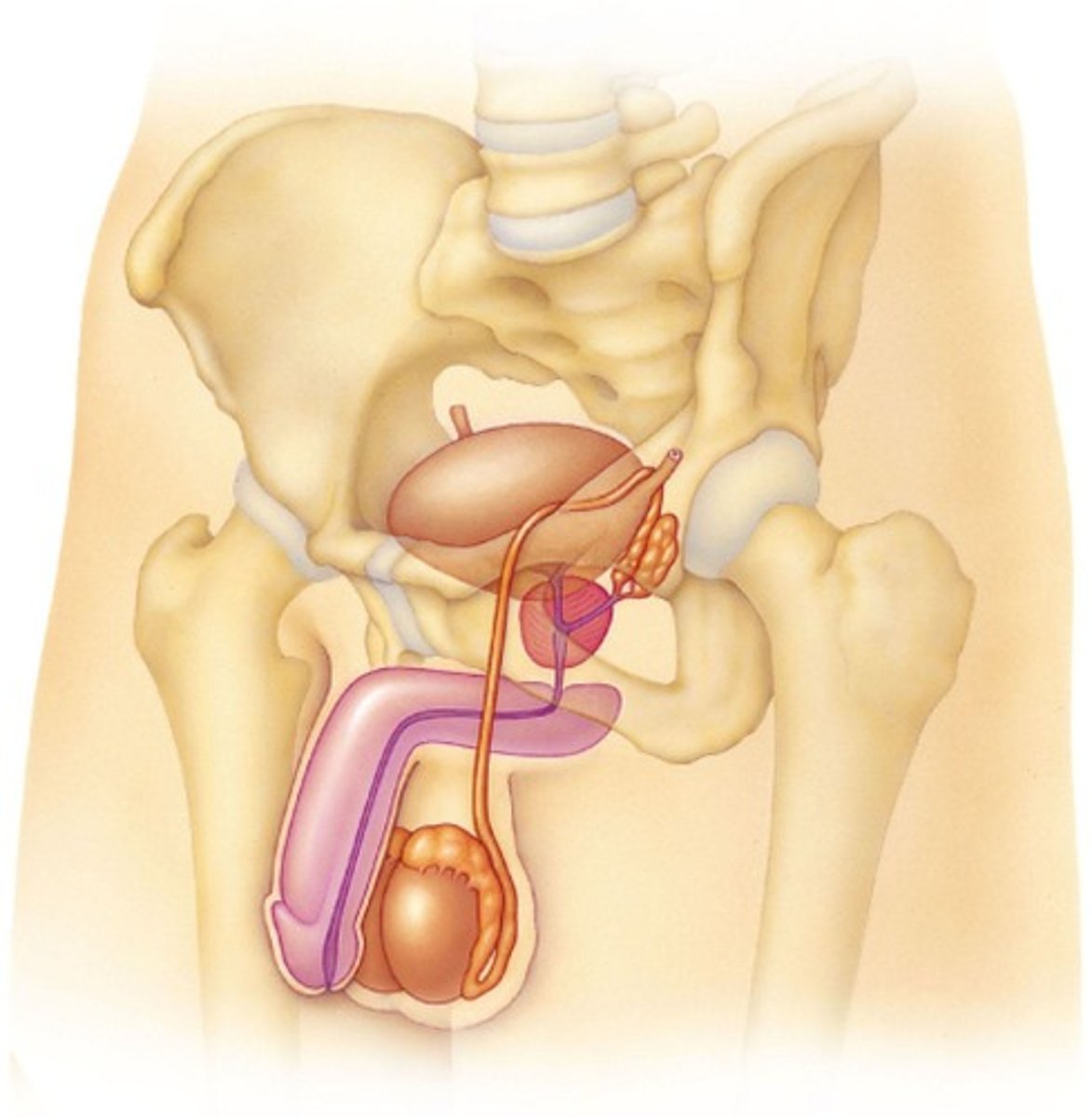 <p>The SRY gene on the Y chromosome triggers the formation of testes.</p>