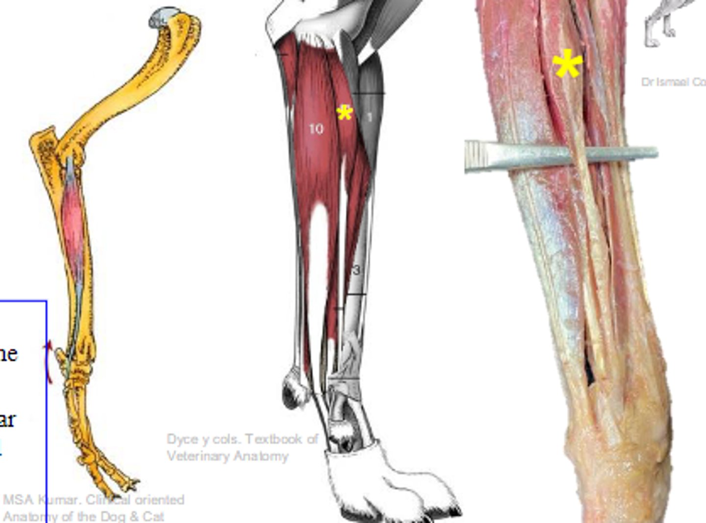 <p>Origin of flexor carpi radialis:</p>