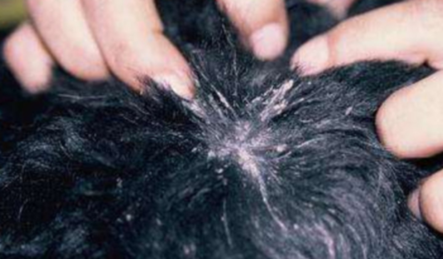 <p>¿lesión?</p><p>¿primaria o secundaria?</p>