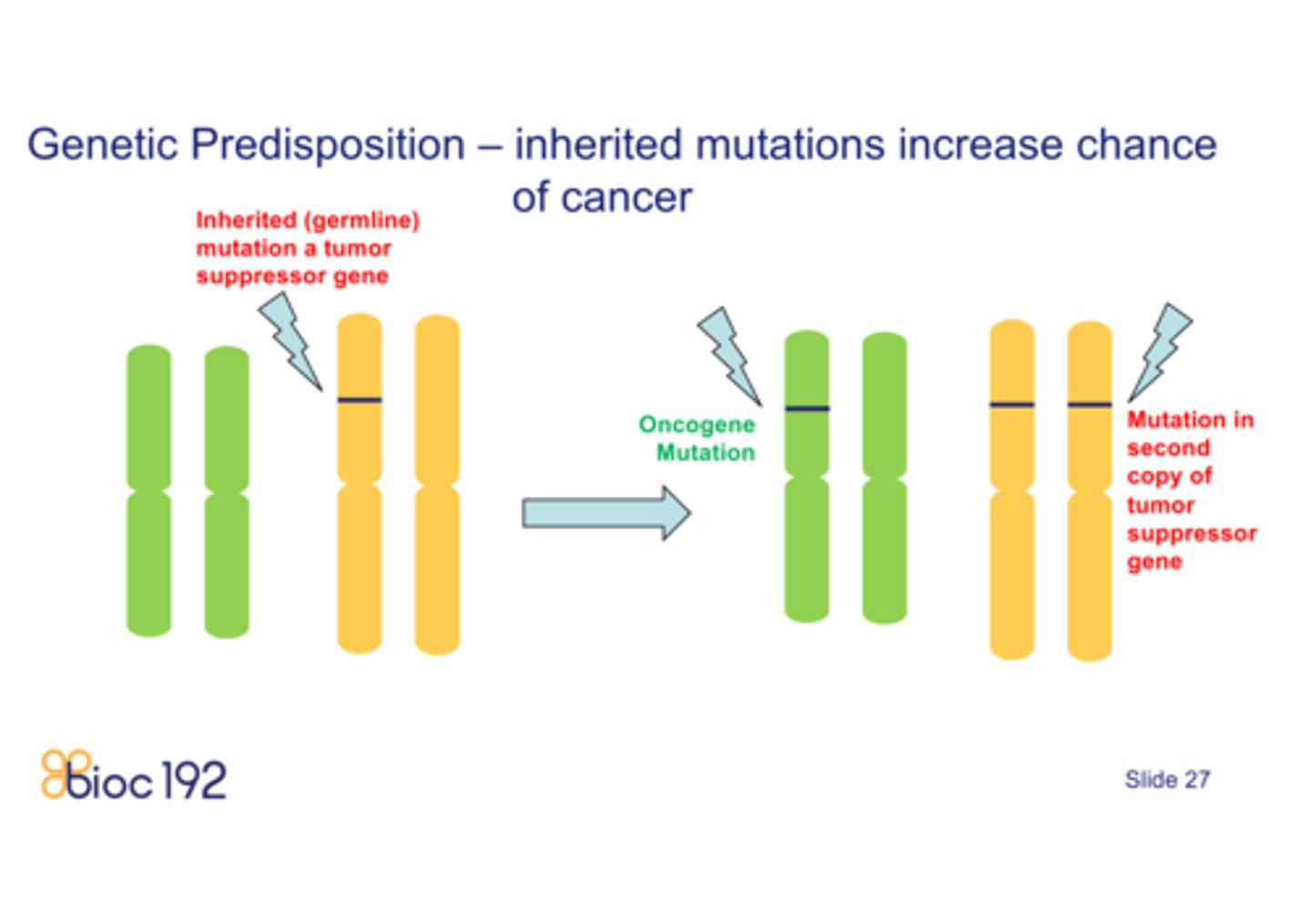 <p>a tendency for certain traits to be inherited, including physical and mental conditions and disorders</p>