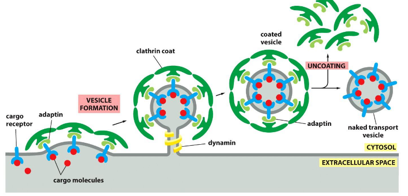 <ul><li><p>the process by which a small, membrane-bound sac (vesicle) forms by pinching off from a larger membrane, typically to transport cargo within or outside the cell.</p></li></ul><p>initiated by the formation of a protein coat—a structured cage of proteins that assembles on the cytosolic side of the membrane, creating a coated vesicle.</p>