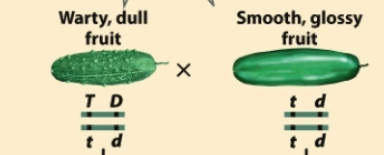 <p>The recombination frequency between T and D alleles is 5%. How many Ttdd (warty glossy cucumber plants) will you get out of 1000 plants?</p>