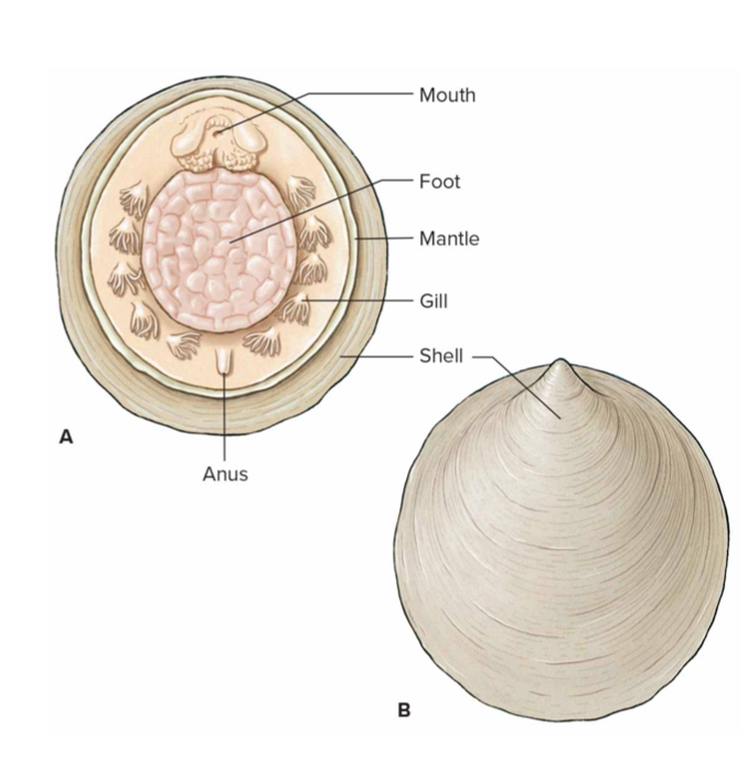 <p>- Was believed to be extinct until 1952 - Have one shell (univalved) - Known for repeating features (gills, gonads, etc.) - Dioescious - marine</p>