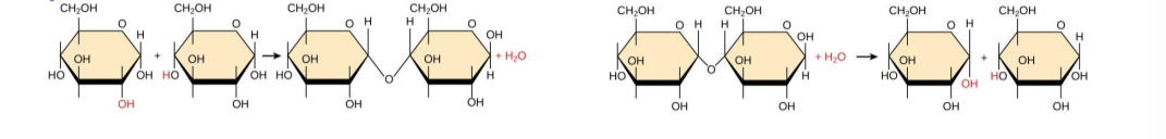 <p>energy stored in chemical bonds (potential) then released (kinetic)</p>