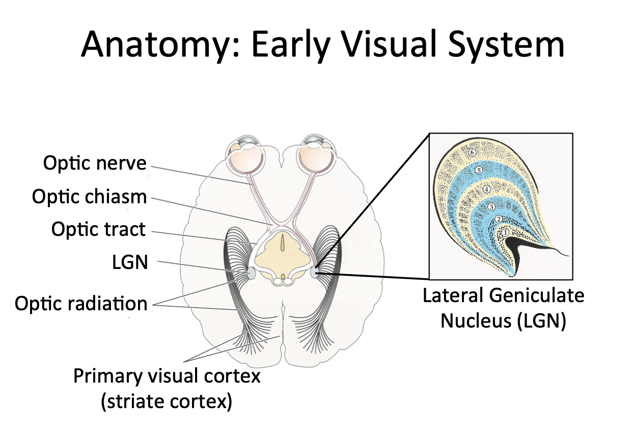 <p>LGN = first relay station that neurons in the retina make contact with</p><ul><li><p><span>Located in the occipital lobe</span></p></li><li><p><span>Largest of the visual areas</span></p></li></ul>