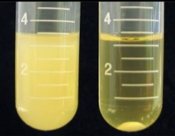 <p>Yeasts clump together and settle</p><ul><li><p>Clarifies the beer</p></li><li><p>Allows for easier filtration</p></li></ul><p></p>