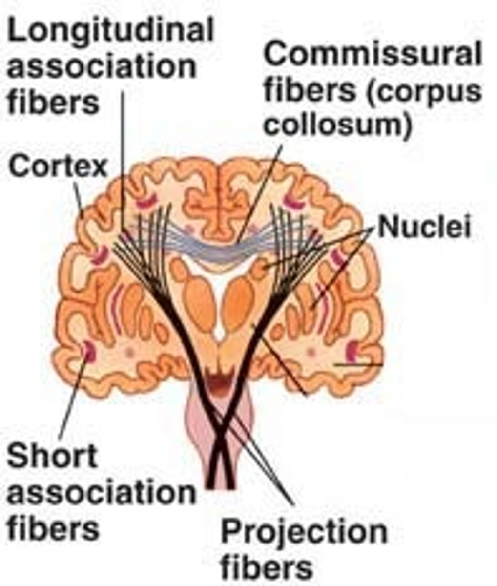 <p>connects the cortex with other areas in the CNS</p>