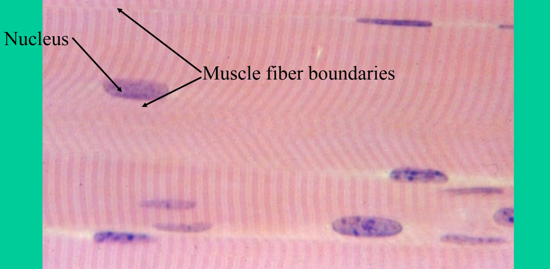 <p>Where are skeletal muscle tissues found?</p>