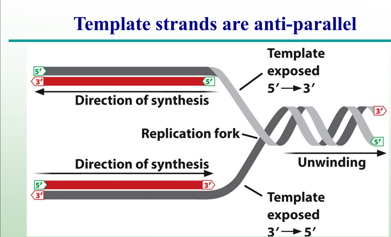 <p>The new DNA strand synthesized continuously in the same direction as the replication fork movement. <strong>BOTTOM RED STRAND</strong></p>