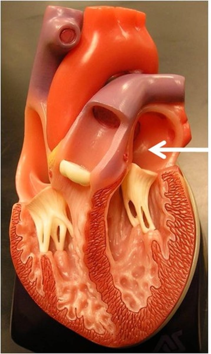 <p>one of the two upper chambers of the heart, which receive blood from veins.</p>