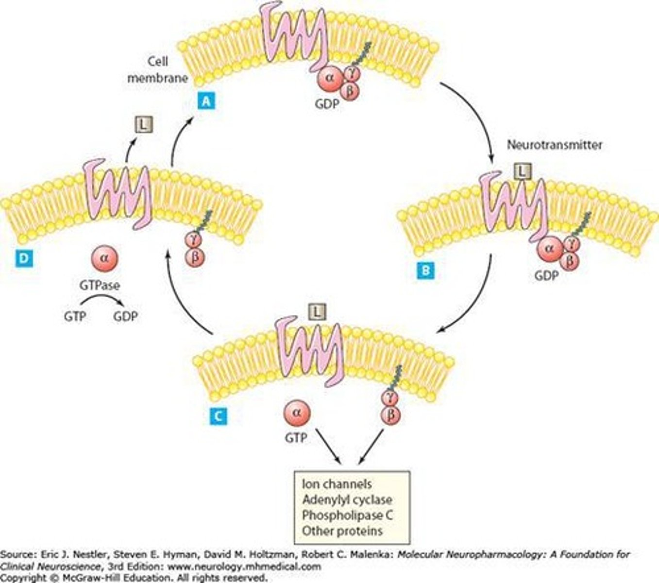 <p>Receptors that activate G-proteins, leading to cellular responses.</p>