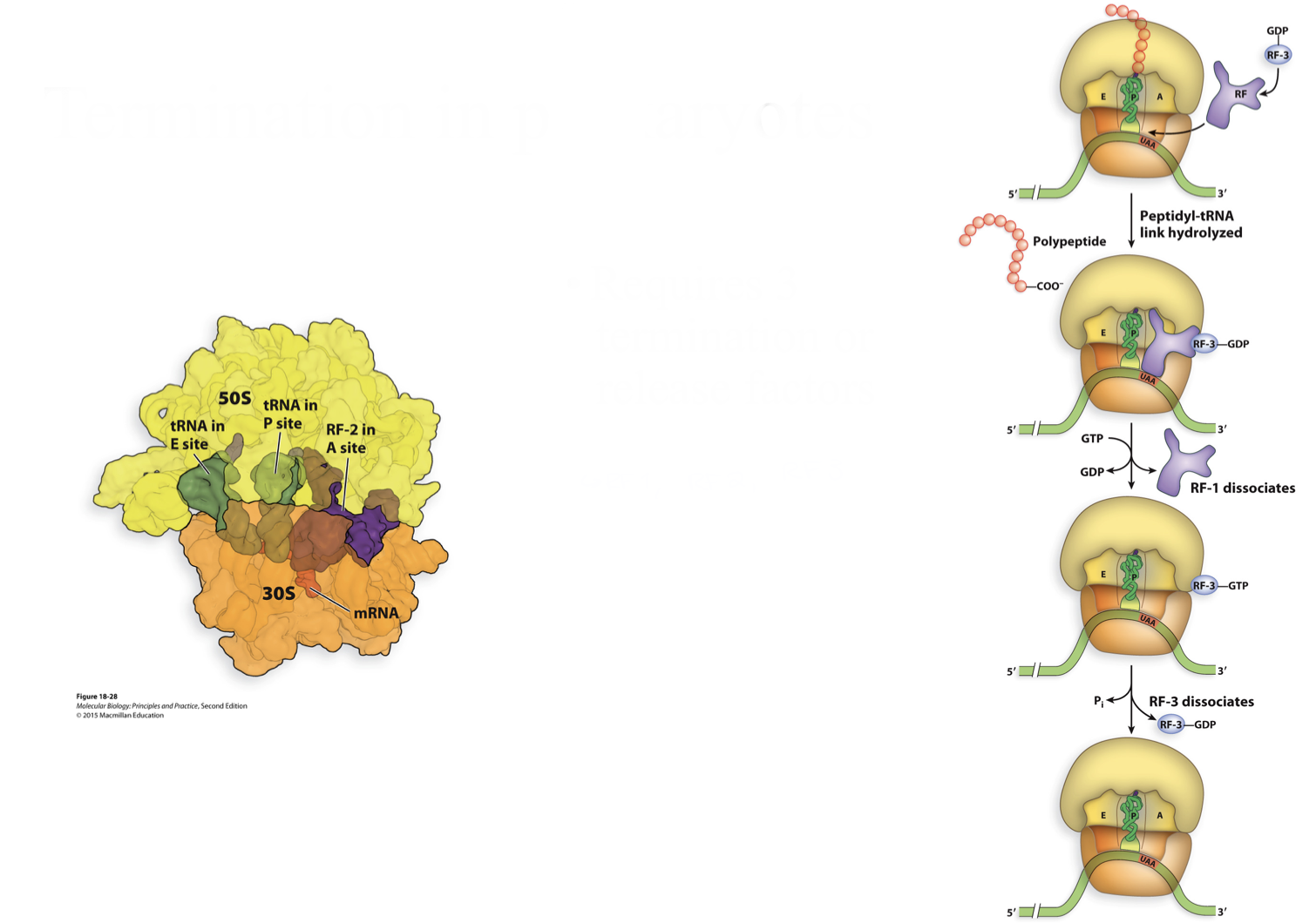 <ul><li><p>requires 3 termination or release factors</p><ul><li><p>RF1, RF2, RF3</p></li></ul></li></ul>