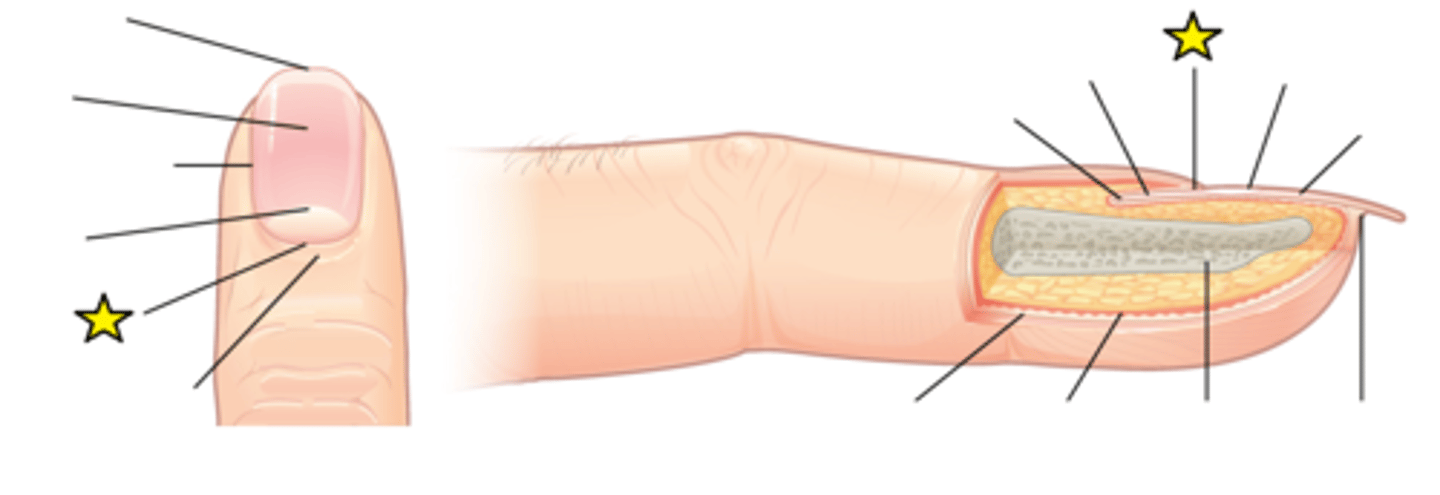 <p>The thickened layer of skin at the base of the fingernails and toenails. It can also be called the medial or proximal nail fold. It differs from the cuticle and comprises live skin cells whilst the cuticle is dead skin cells.</p>