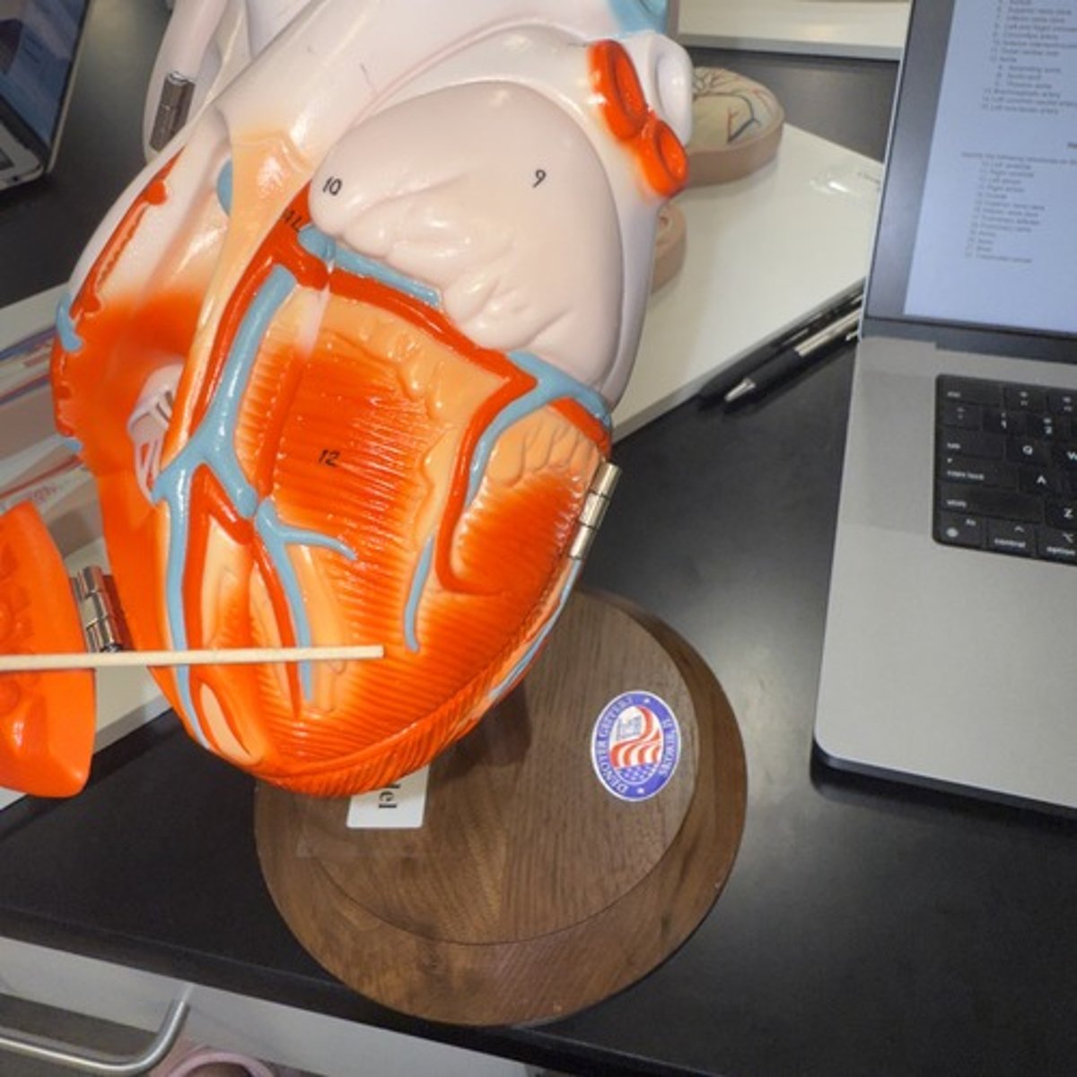 <p>Identify the layer of tissue.</p>