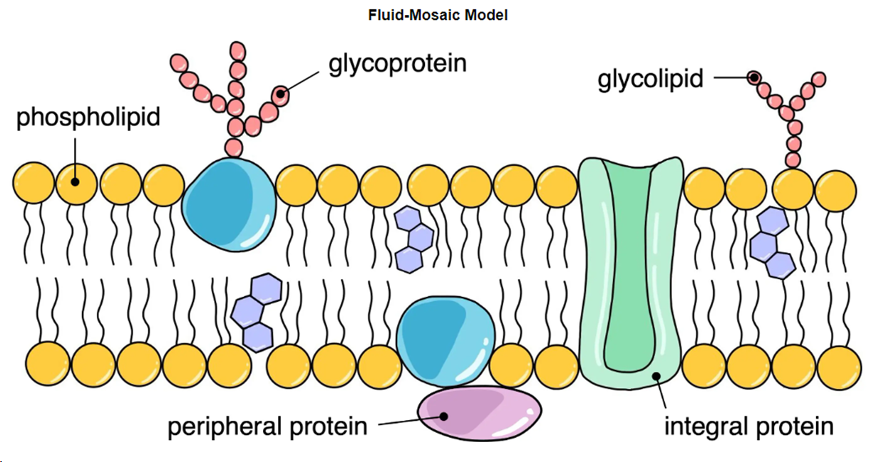 <p>Representation of cell membranes as a fluid mosaic, with phospholipids arranged in a bilayer, embedded proteins, and cholesterol interspersed in animal cell membranes</p>