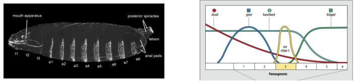 <p><strong><u>Long germ band insects</u></strong> (e.g., Drosophila):</p><ul><li><p>All segments (e.g in Drosophial all 14 segments are defined at once) are specified simultaneously or very early in development.</p></li><li><p>Largely through the action of maternal and zygotic gene hierarchies acting across the entire embryo.</p></li><li><p>Embryogenesis is often rapid (e.g., 24 hours in Drosophila).</p></li><li><p>The system is complex due to interactions for every segment - maternal, gap, pair rule genes interact for every segment.</p></li></ul><p><strong><u>Short germ band insects</u></strong> (e.g., Tribolium beetle, grasshoppers):</p><ul><li><p>Only the anterior segments (head and thorax) are specified initially.</p></li><li><p>Posterior (abdominal) segments are added sequentially from a posterior growth zone/posterior disc (proctodeum), which buds off segments as it gets smaller.</p></li><li><p>This is thought to be a more ancestral version of the system Drosophila now uses. Likely representing the original ‘ancestral’ segmentation mechanism.</p></li><li><p>Has moderate complexity but slower.</p></li></ul><p><strong><u>Intermediate germ band insects:</u></strong></p><ul><li><p>Show features of both, with some anterior segments specified early and posterior ones added sequentially.</p></li></ul><p></p>